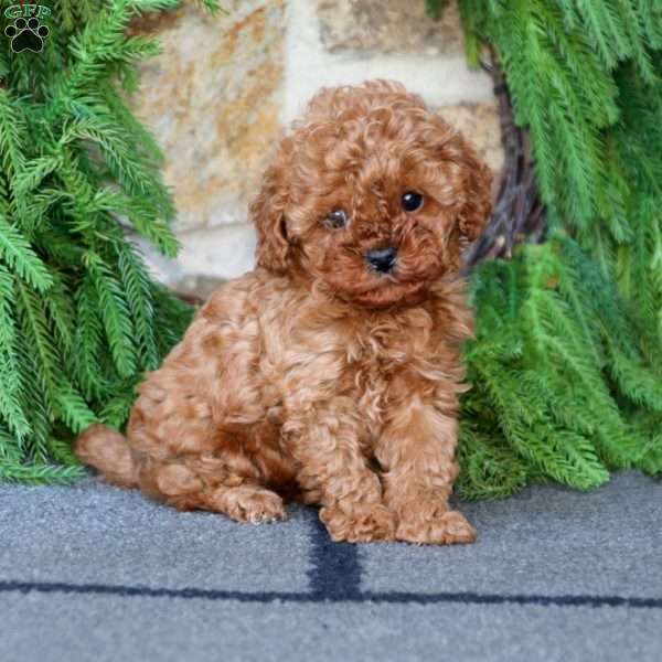 Finley, Miniature Poodle Puppy