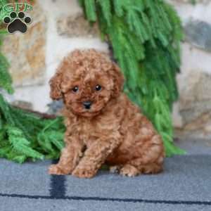 Finley, Miniature Poodle Puppy
