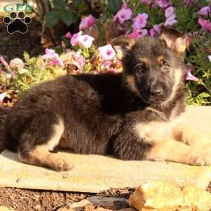 Fiona, German Shepherd Puppy