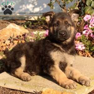 Francine, German Shepherd Puppy