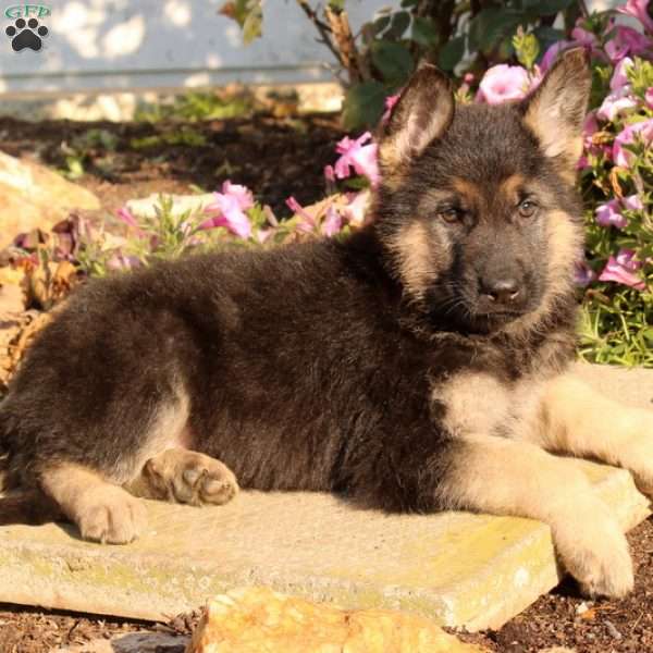 Frankie, German Shepherd Puppy