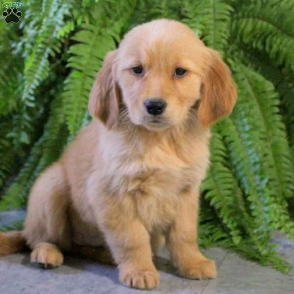 Franklin, Golden Retriever Puppy