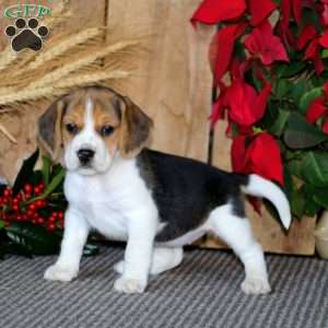 Beagle Puppies For Sale | Greenfield Puppies