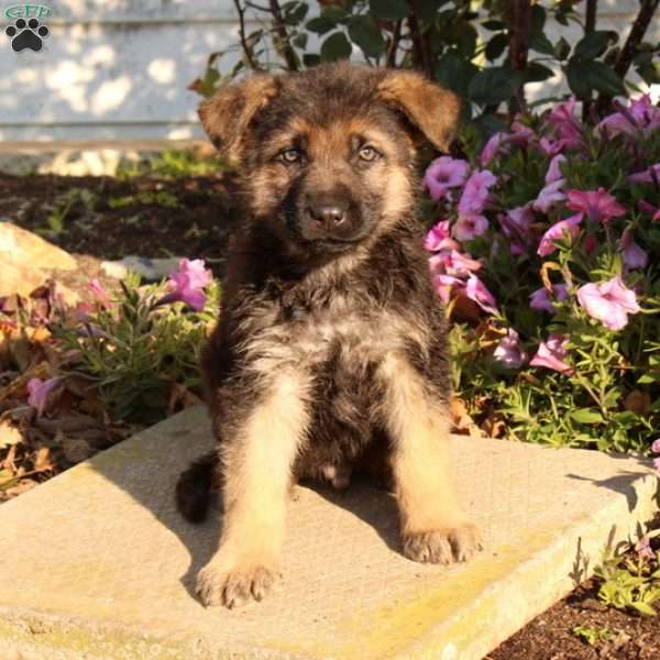 Freddie, German Shepherd Puppy