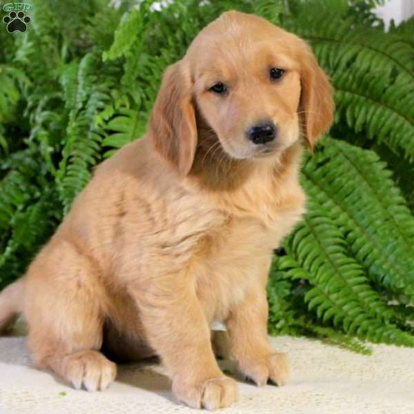 Freida, Golden Retriever Puppy