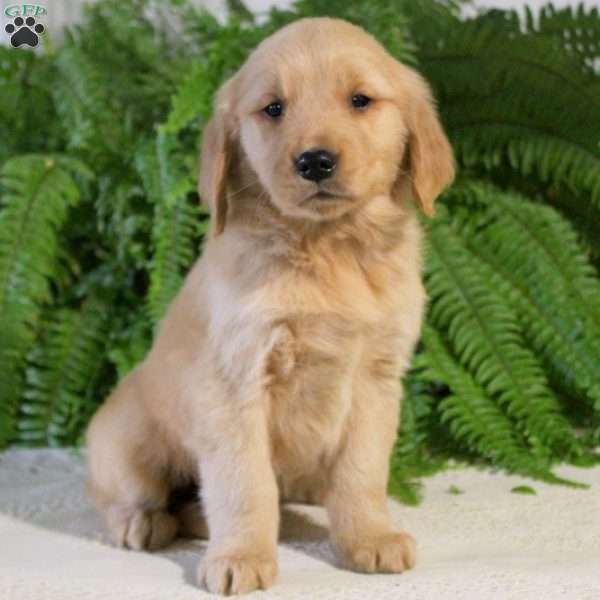 Fritz, Golden Retriever Puppy