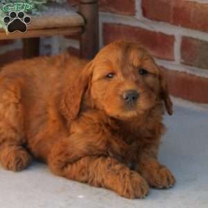 Gabby, Mini Goldendoodle Puppy