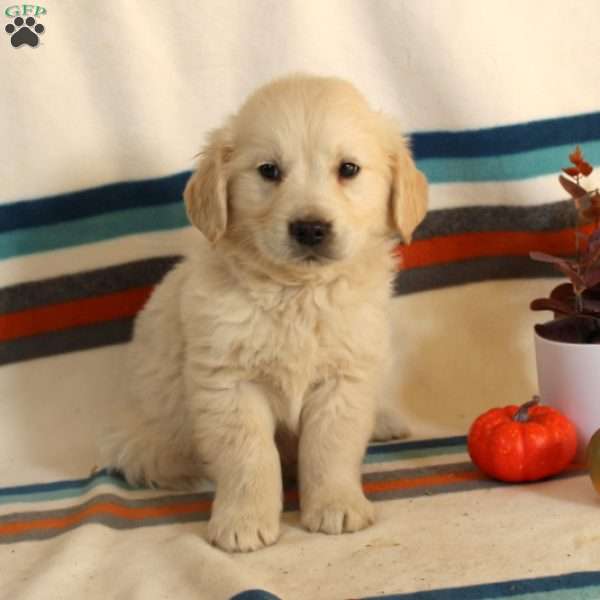 Gabe, English Cream Golden Retriever Puppy