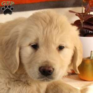 Gary, English Cream Golden Retriever Puppy