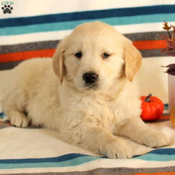 George, English Cream Golden Retriever Puppy