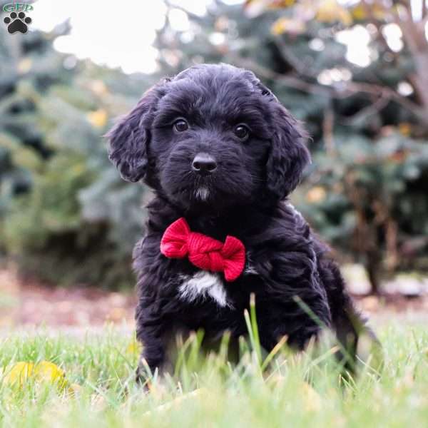 Grizzly, Bernedoodle Puppy