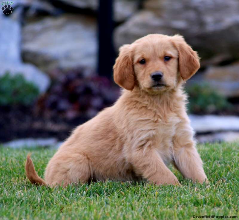 Happy - Golden Retriever Puppy For Sale in Pennsylvania