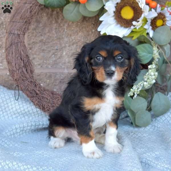 Harley, Cavalier King Charles Spaniel Puppy