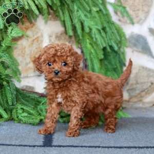 greenfield puppies toy poodle