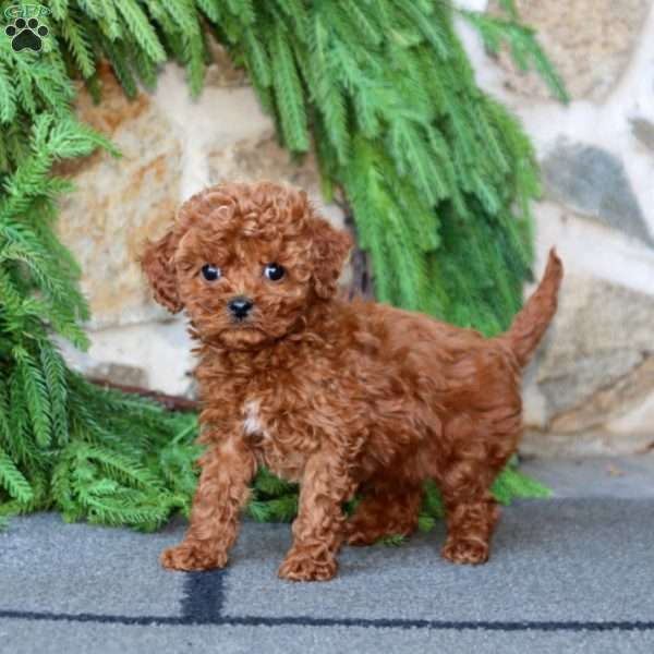 Harvest, Toy Poodle Puppy