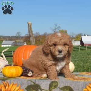 Hickory, Mini Goldendoodle Puppy