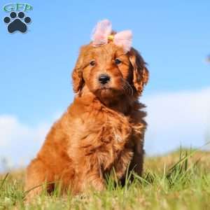 Holly, Mini Goldendoodle Puppy
