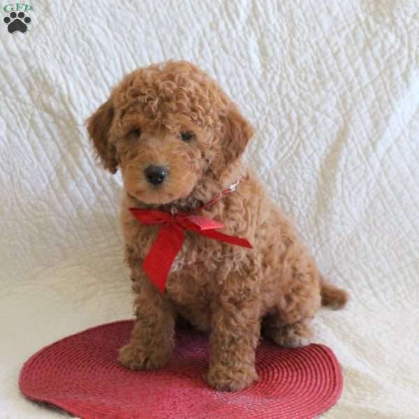 Holly, Mini Labradoodle Puppy