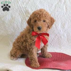 Holly, Mini Labradoodle Puppy