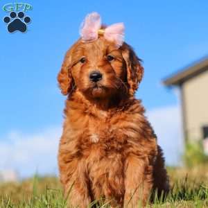 Holly, Mini Goldendoodle Puppy