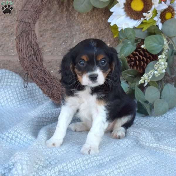 Hunter, Cavalier King Charles Spaniel Puppy
