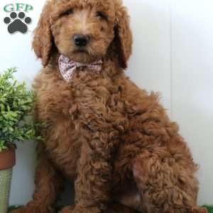 Bonnie, Standard Poodle Puppy