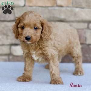 Reese, Cockapoo Puppy