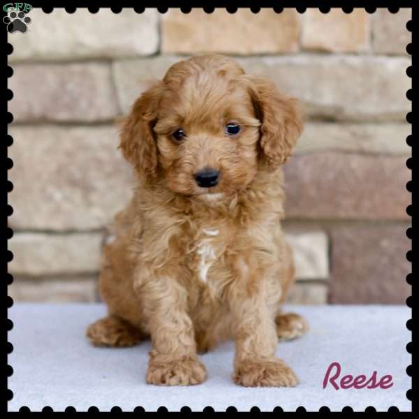 Reese, Cockapoo Puppy