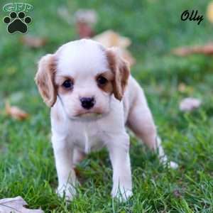 Olly, Cavalier King Charles Spaniel Puppy