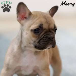 Merry, French Bulldog Puppy