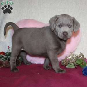 Noella, Silver Labrador Retriever Puppy
