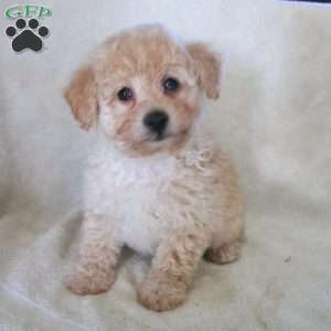 Natalie, Miniature Poodle Puppy