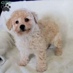 Natalie, Miniature Poodle Puppy