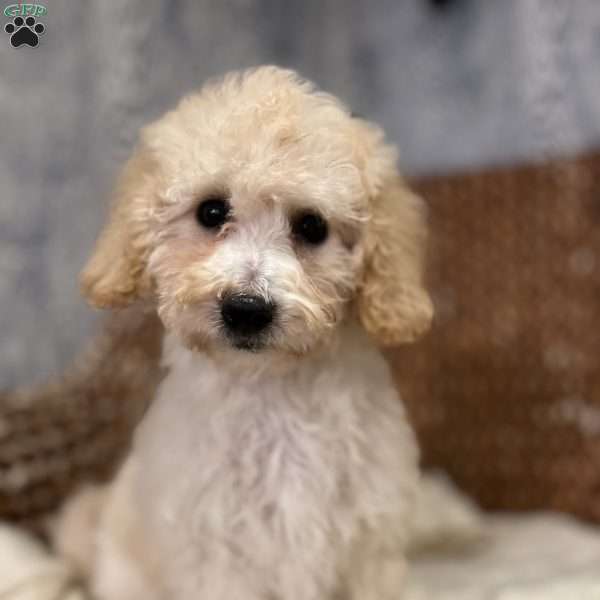 Samuel, Shih-Poo Puppy