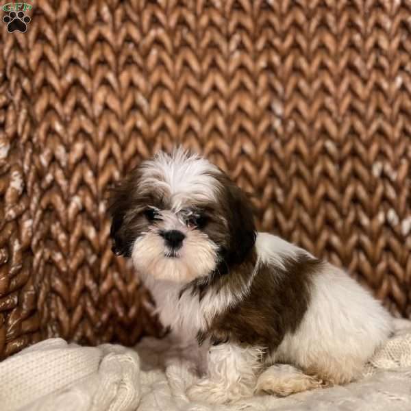 Lucy, Shih-Poo Puppy
