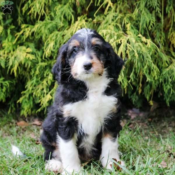 Stormy, Mini Bernedoodle Puppy