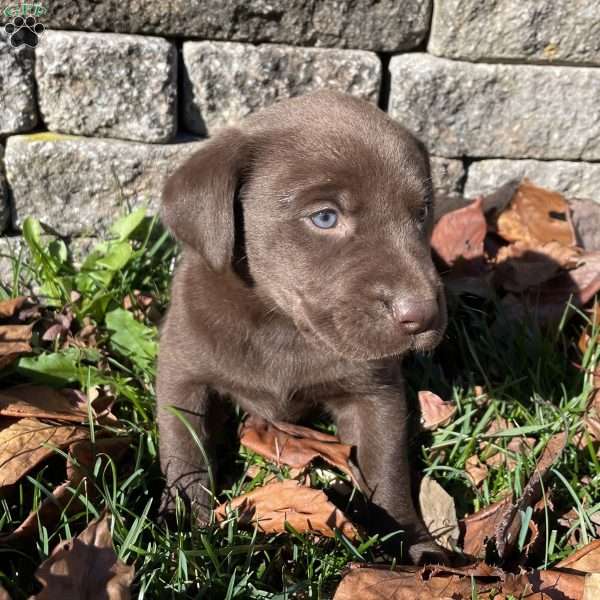 Cocoa, Yellow Labrador Retriever Puppy