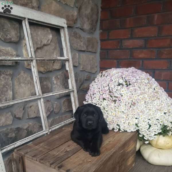 Dana, Black Labrador Retriever Puppy