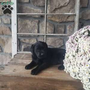 Dana, Black Labrador Retriever Puppy