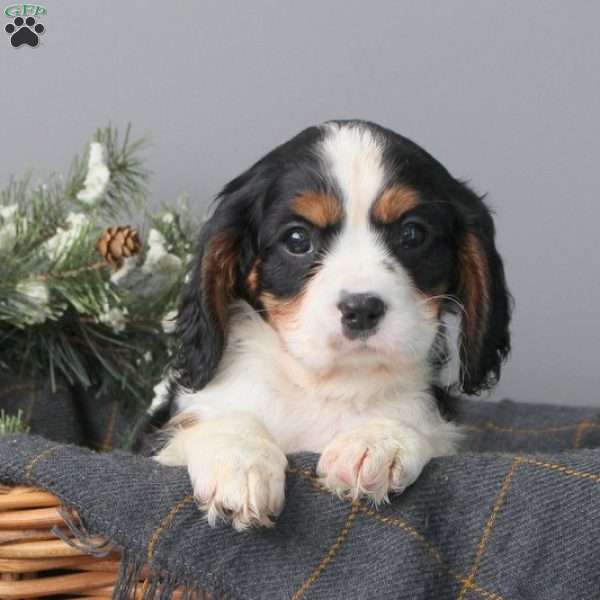 Isaac, Cavalier King Charles Mix Puppy