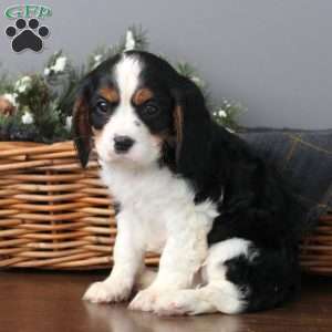 Isaac, Cavalier King Charles Mix Puppy