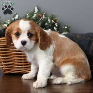 Isabelle, Cavalier King Charles Mix Puppy