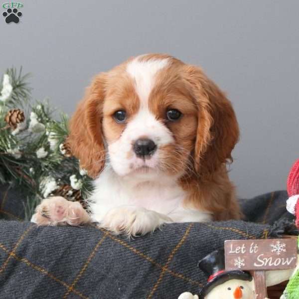 Ivy, Cavalier King Charles Mix Puppy