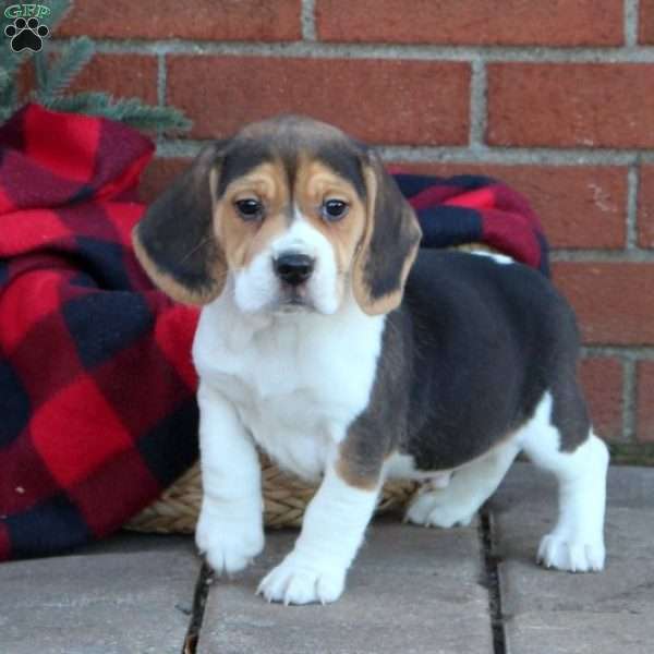Jackson, Beagle Puppy