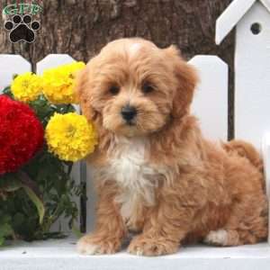 Maltipoo Puppies For Sale | Greenfield Puppies