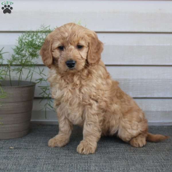 Jasper, Mini Goldendoodle Puppy