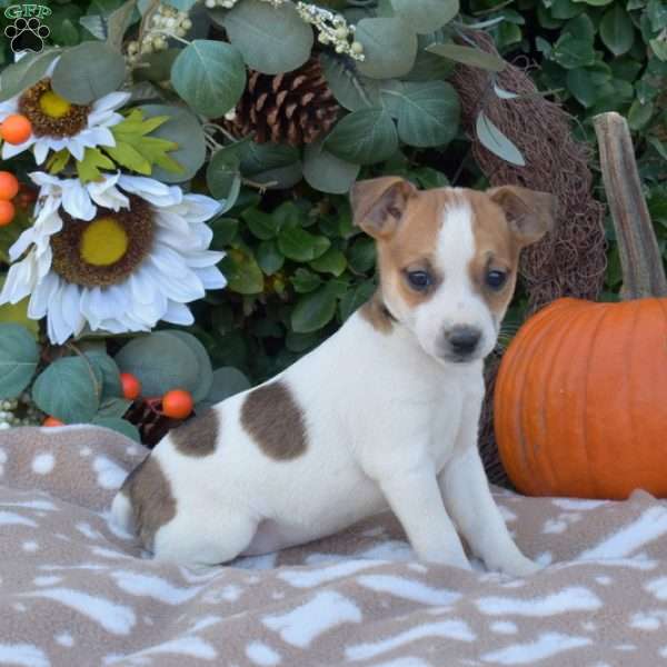 Jenny, Jack Russell Terrier Puppy