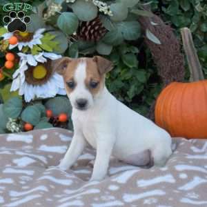 Jenny, Jack Russell Terrier Puppy