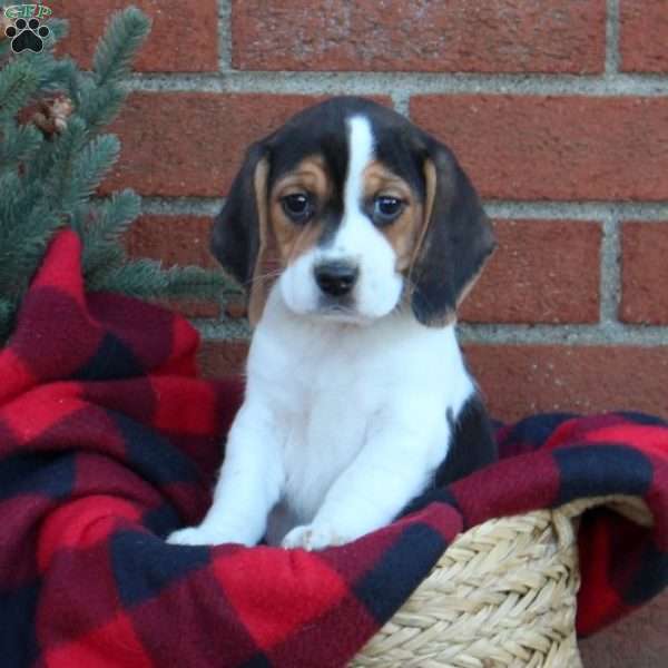 Jessie, Beagle Puppy