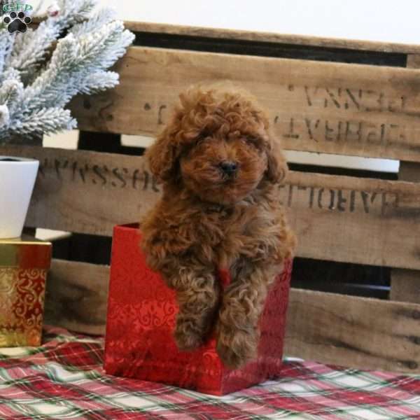 Jingle, Toy Poodle Puppy